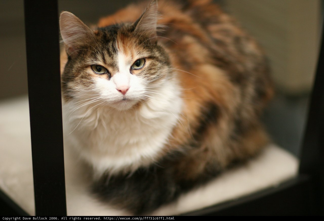 Regal Manx cat takes the spotlight
