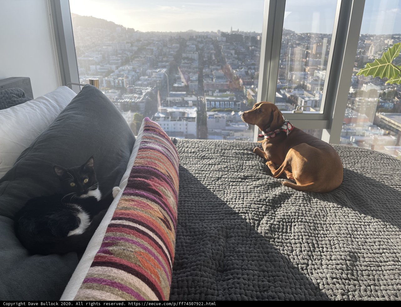 Canine and Feline Companions