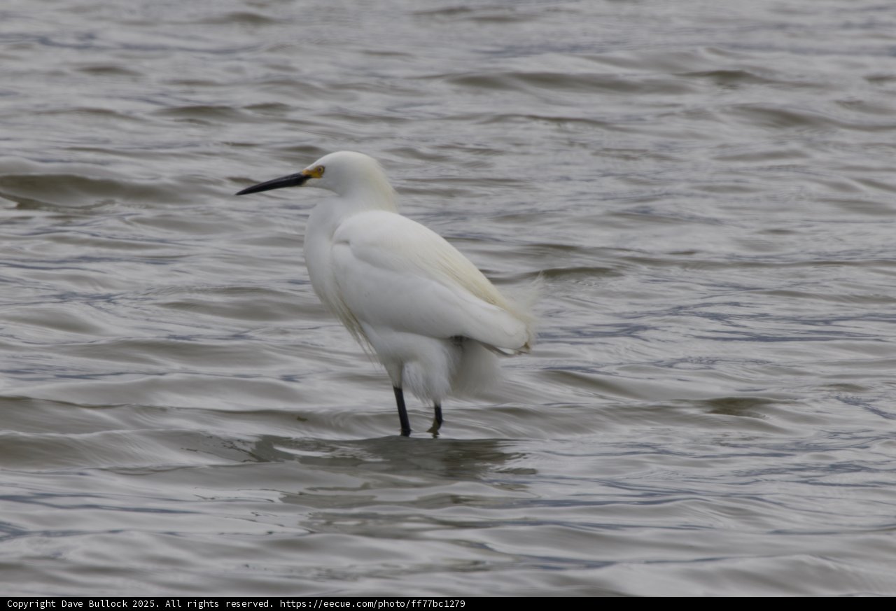 Graceful Sentinel of the Bay