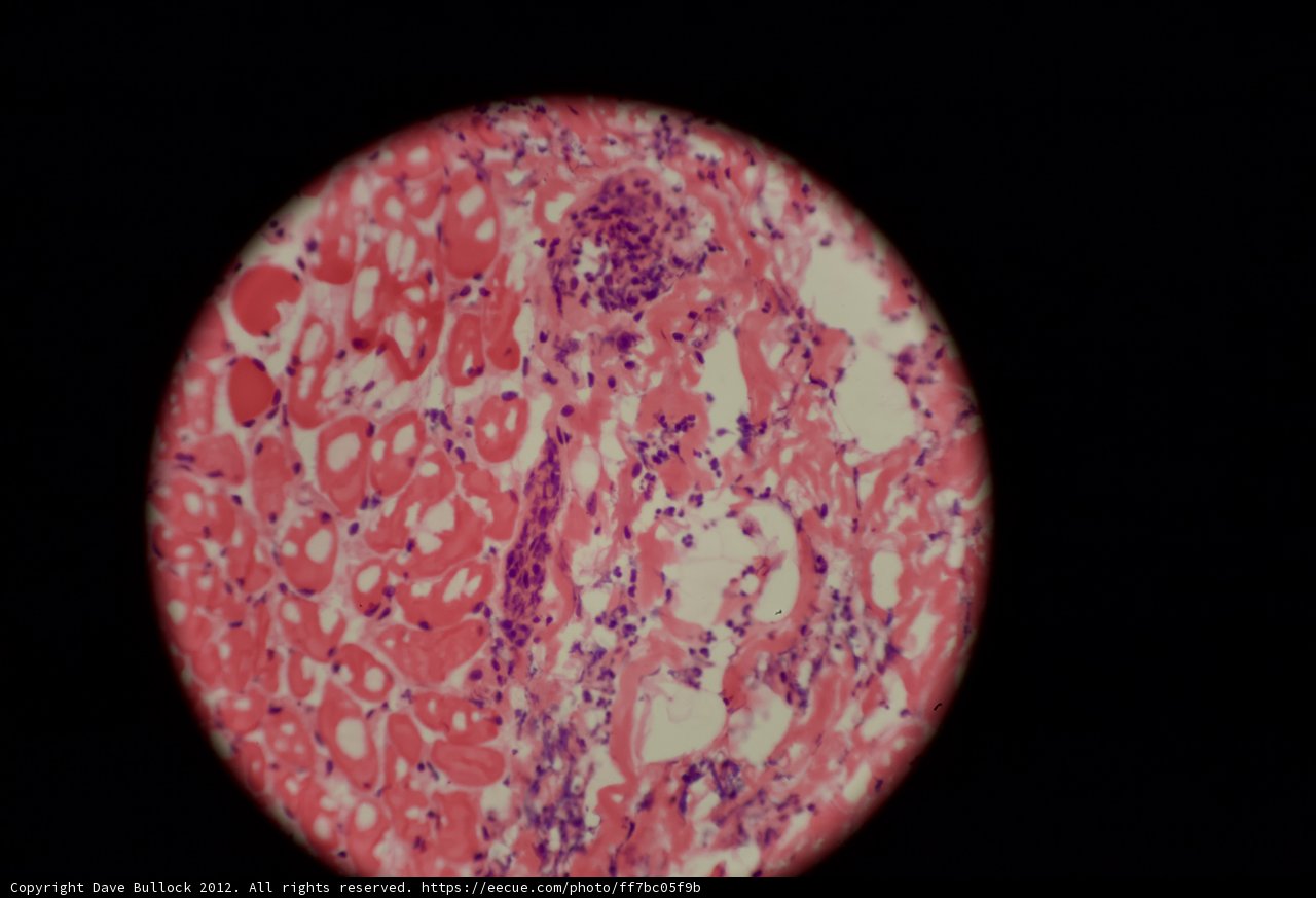 Pink and White Stained Plate