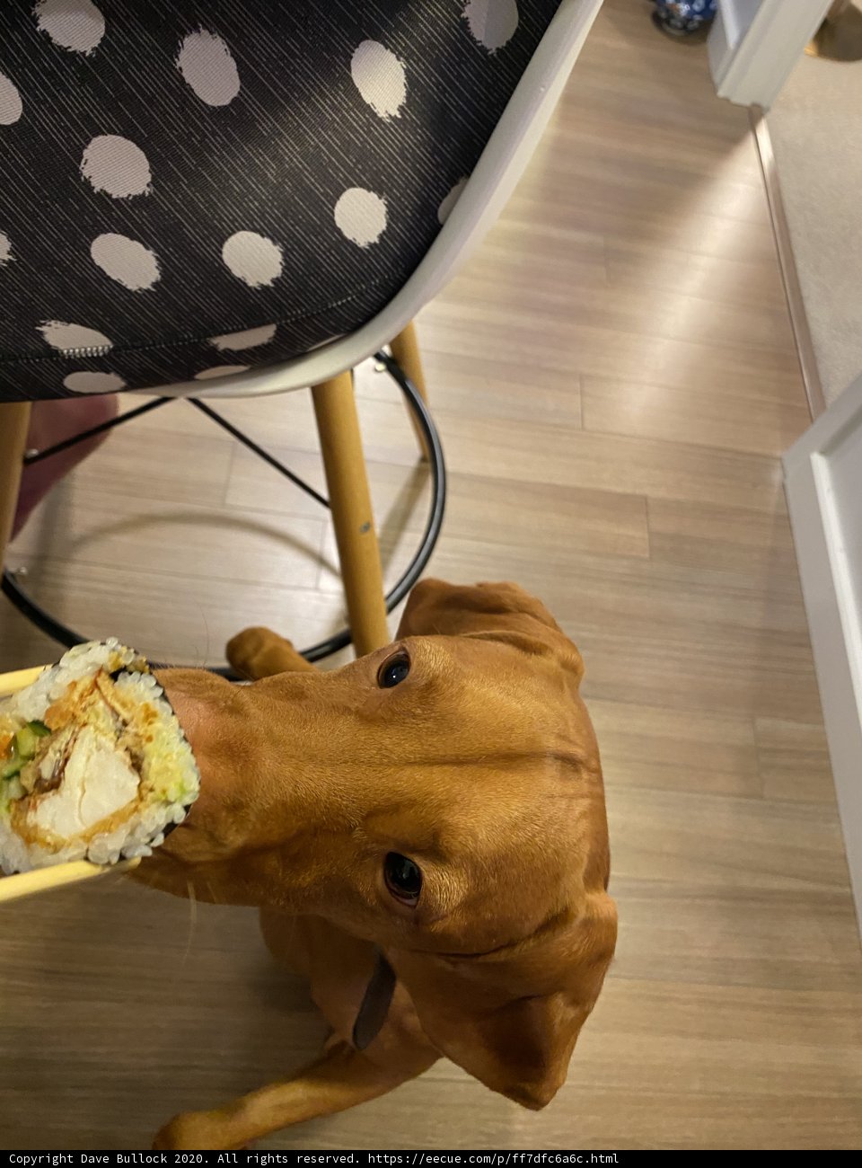 Sushi Treat for a Four-Legged Friend