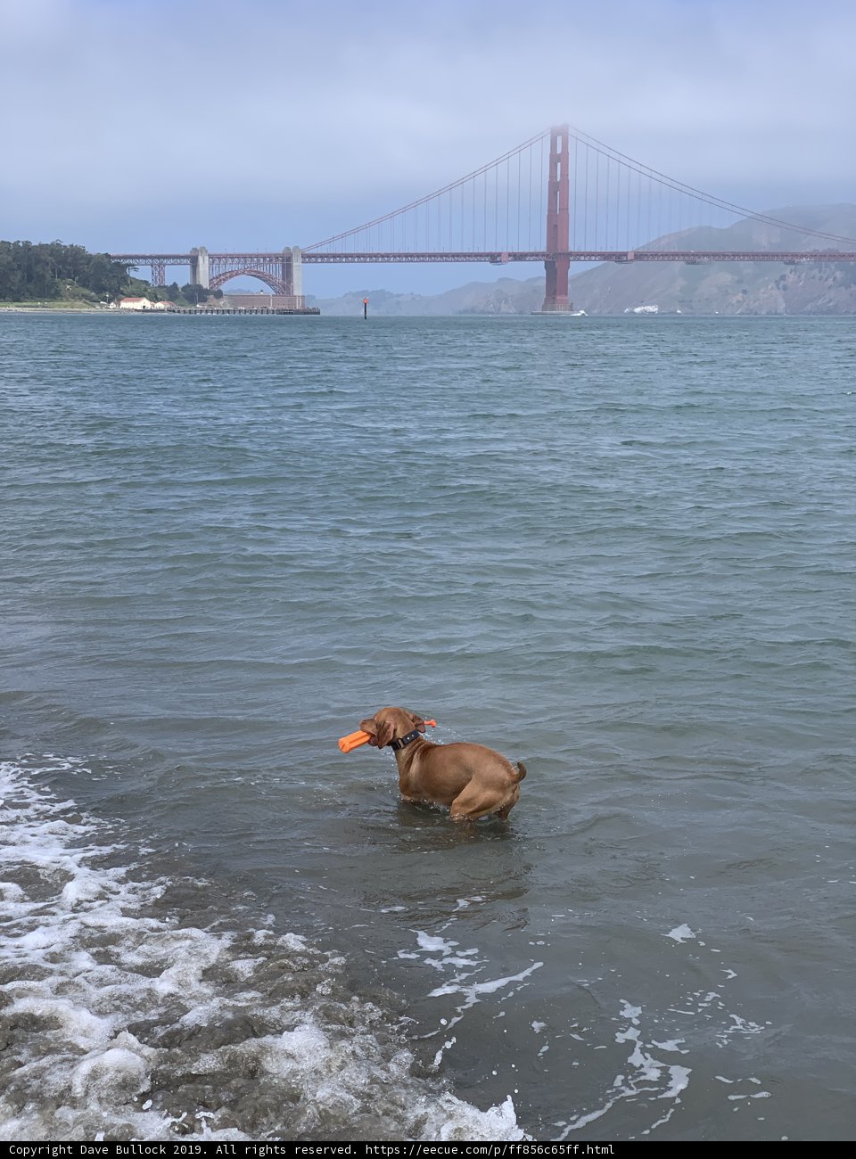 Water Play with a Furry Friend