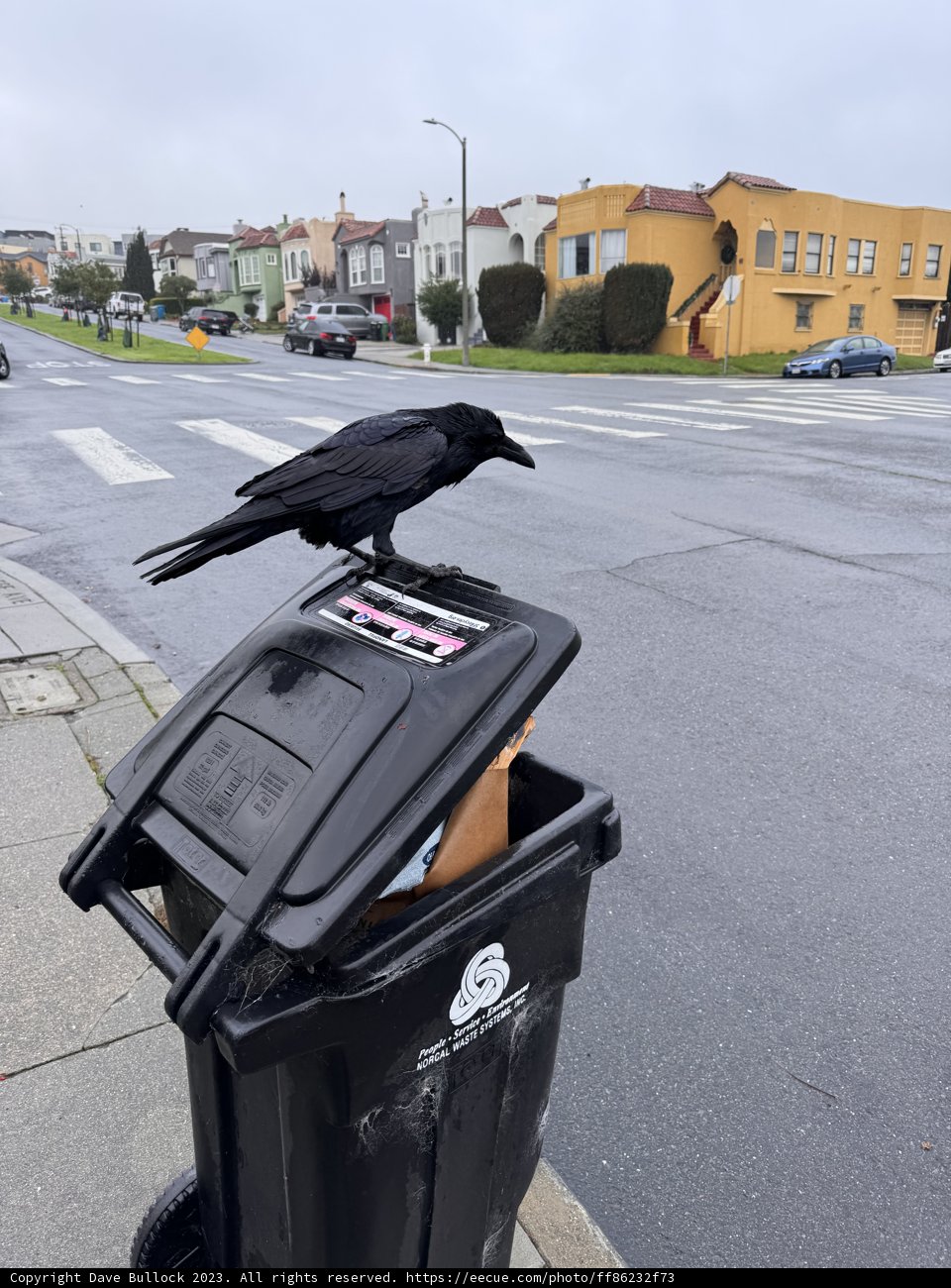 Urban Observations: The Crow's Perch