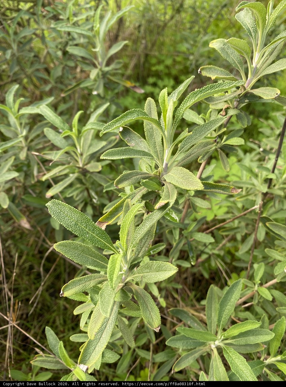 Verdant Bush in Golden Gate Park