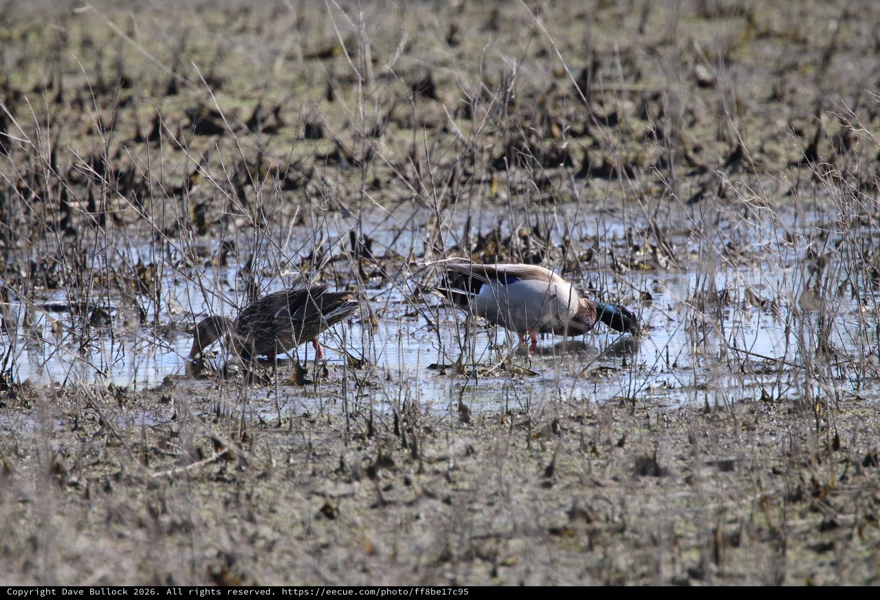 Green-winged Teal Pair Foraging in Shallow Wetland