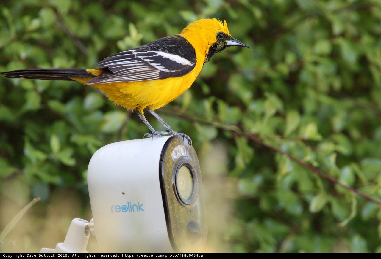 Hooded Oriole Perched on Security Camera