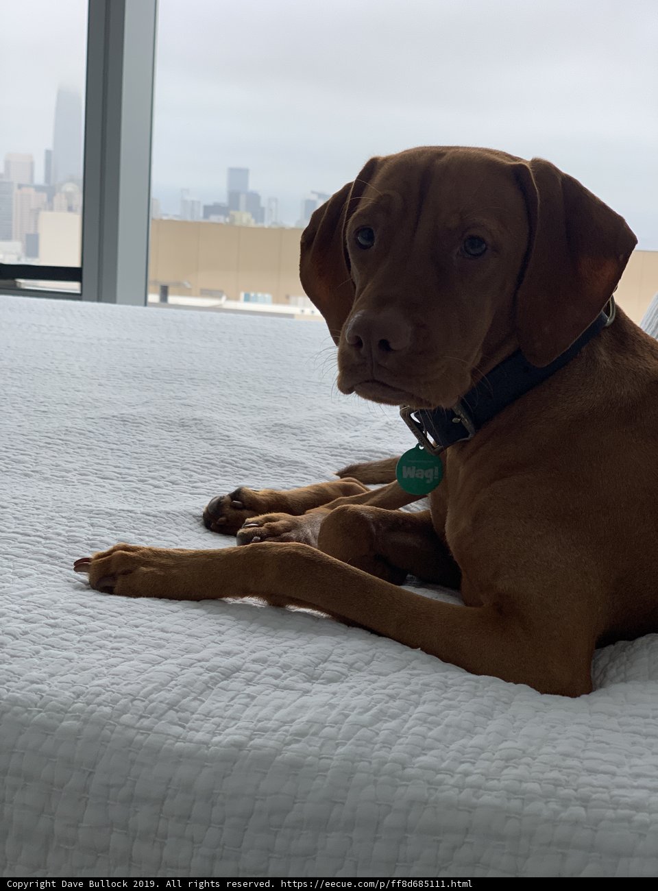 City Views and Canine Snoozes