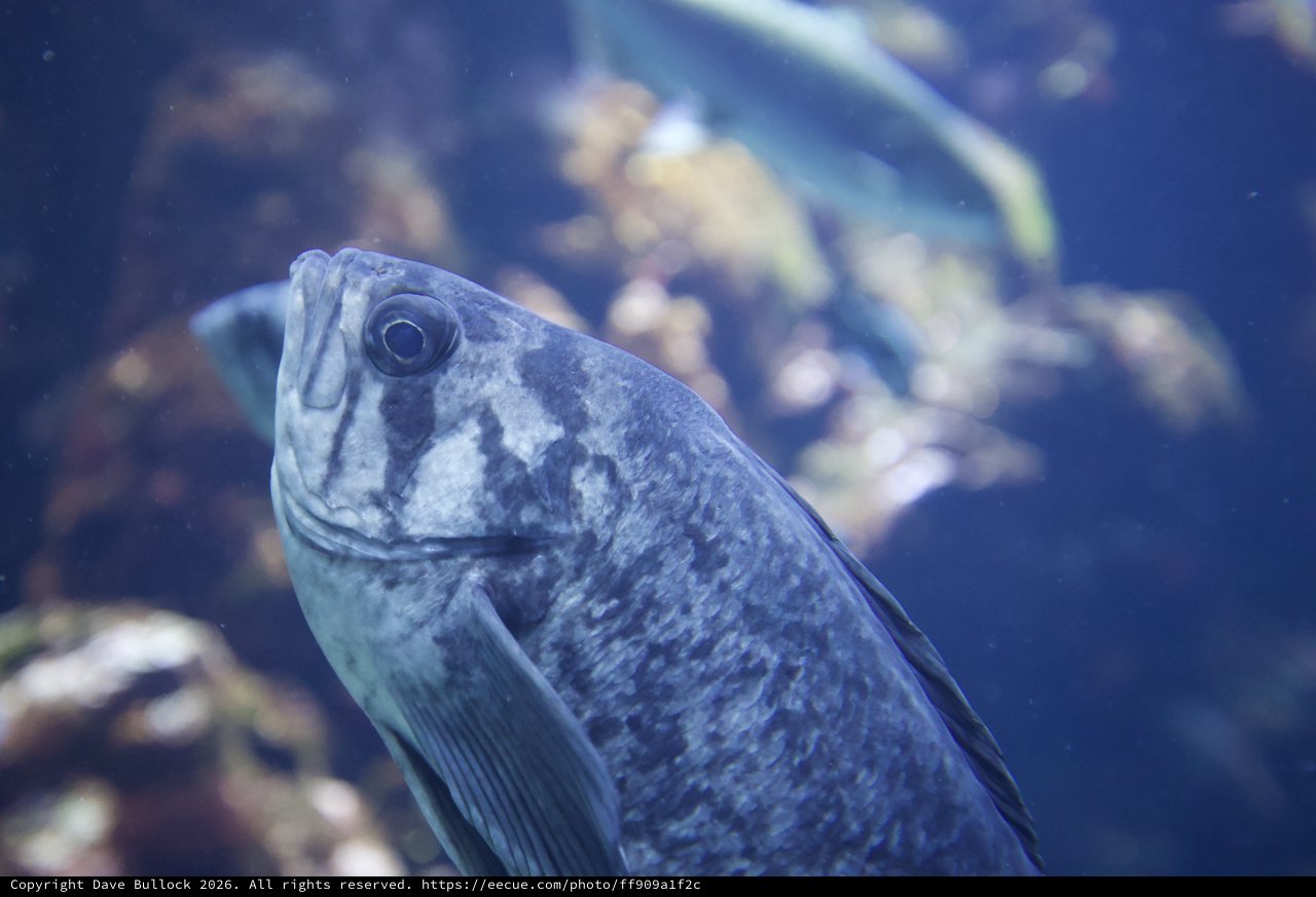Blue-Tinted Fish Portrait in Aquarium Setting