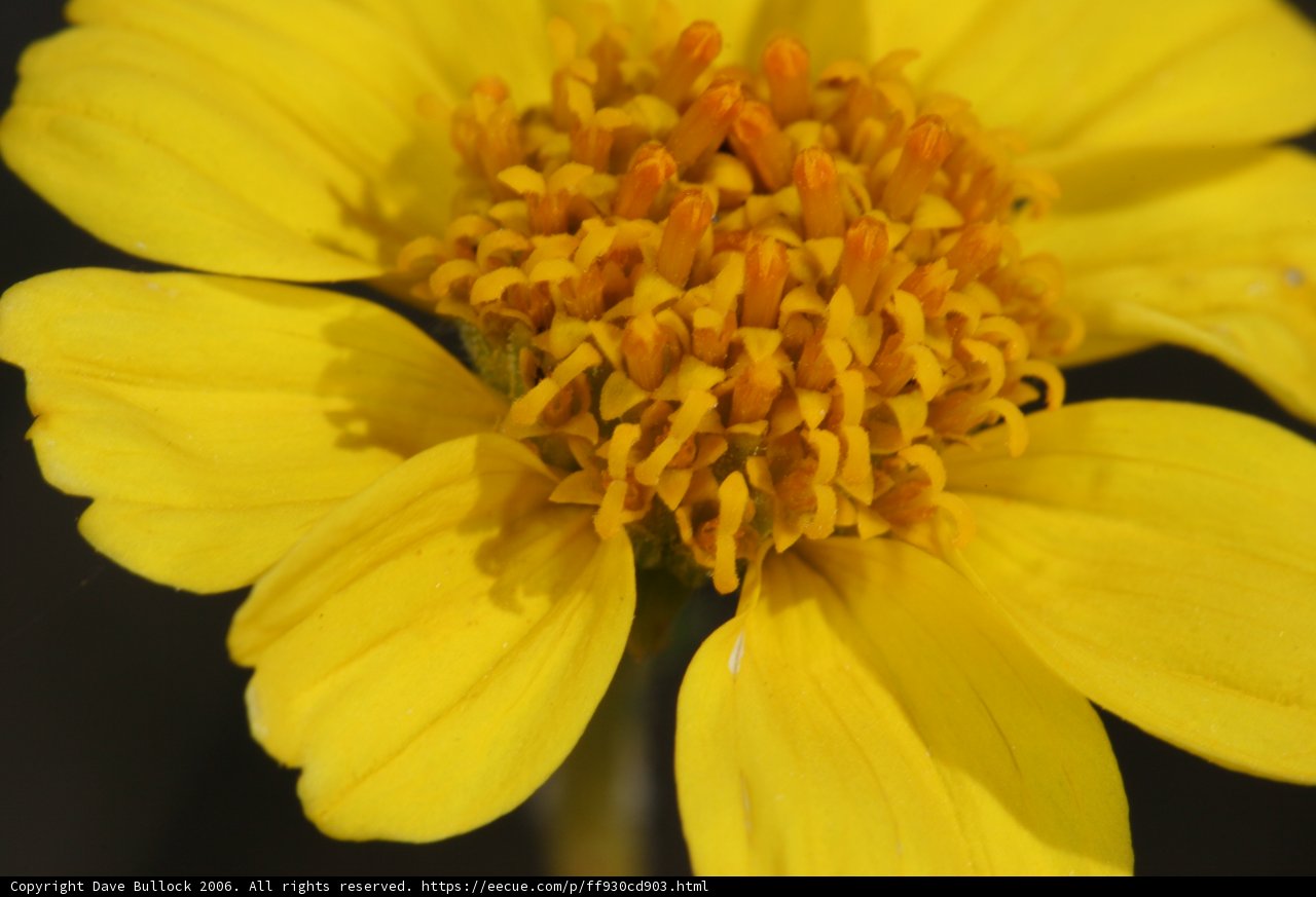 Sunny Daisy
