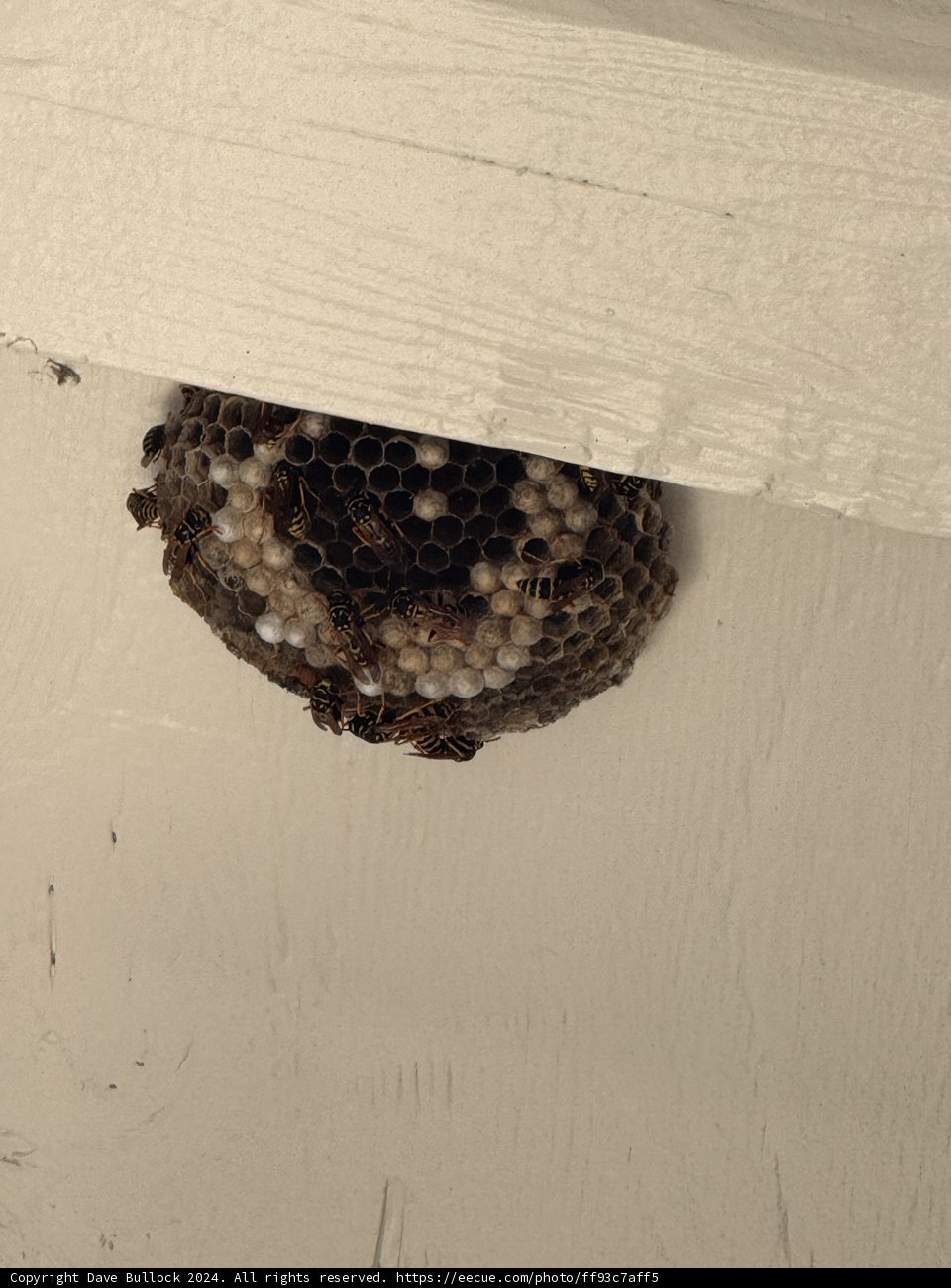 Nature's Architect: The Wasp's Nest