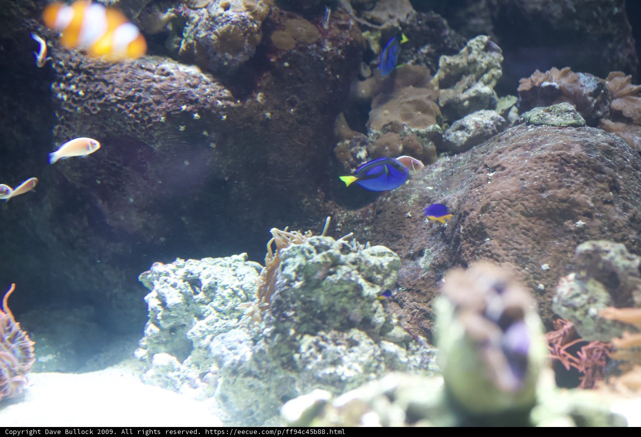 Blue and Yellow Aquatic Beauty