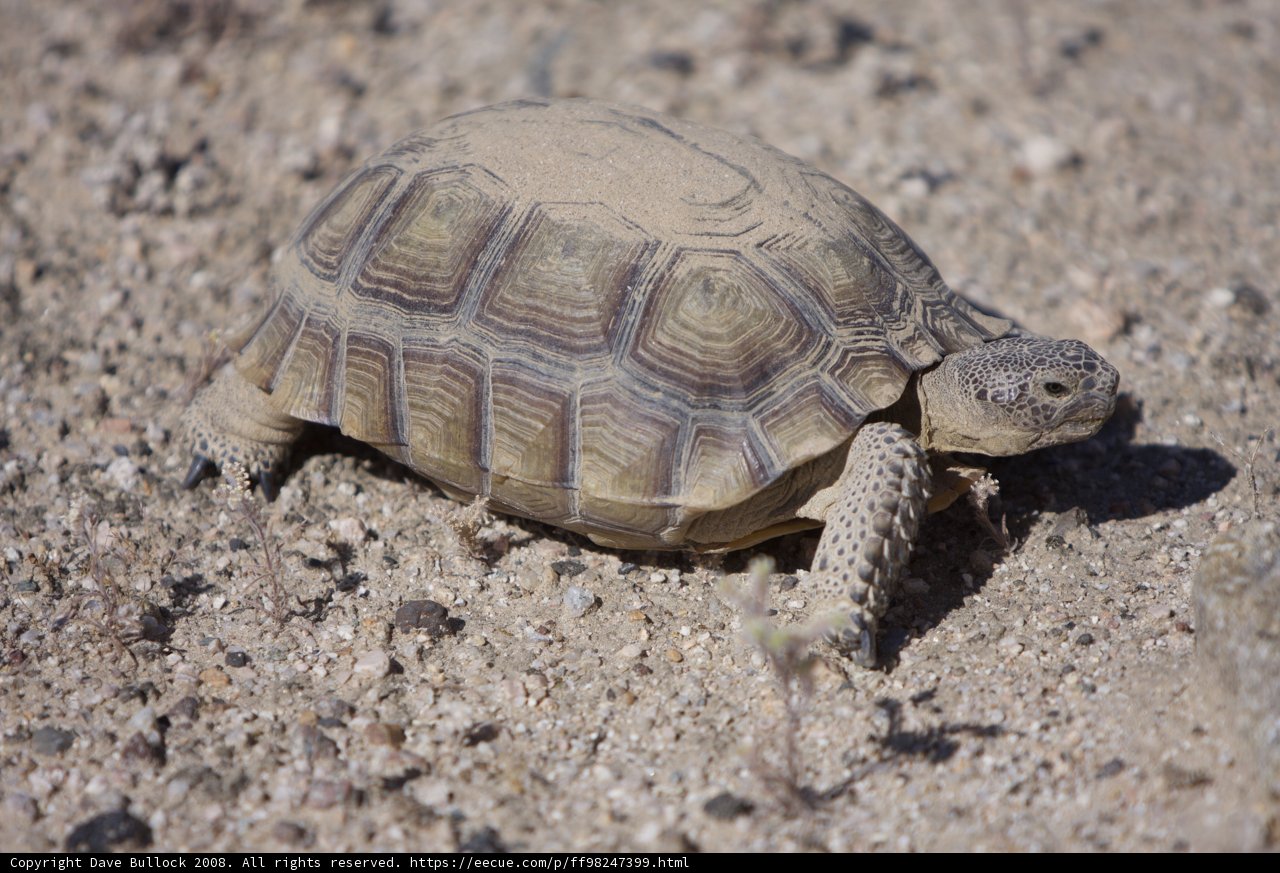 Desert Dweller