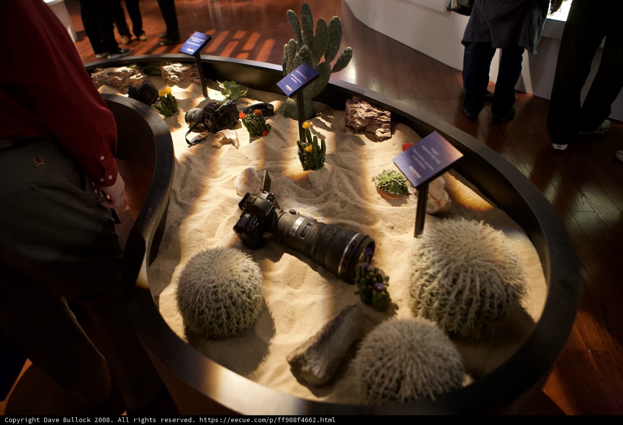 Desert Oasis at the Museum