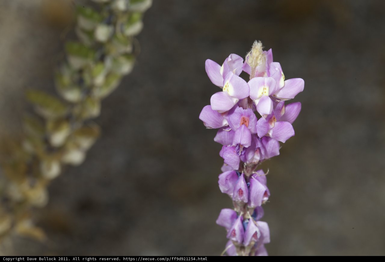 A Glimpse of Purple in the Desert