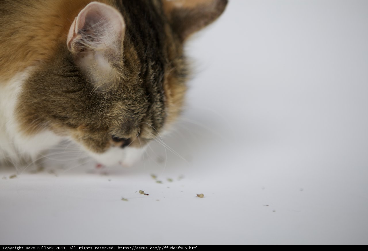 Curious Cat