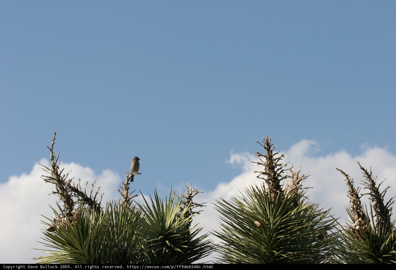 Feathered Friend in a Blue Sky
