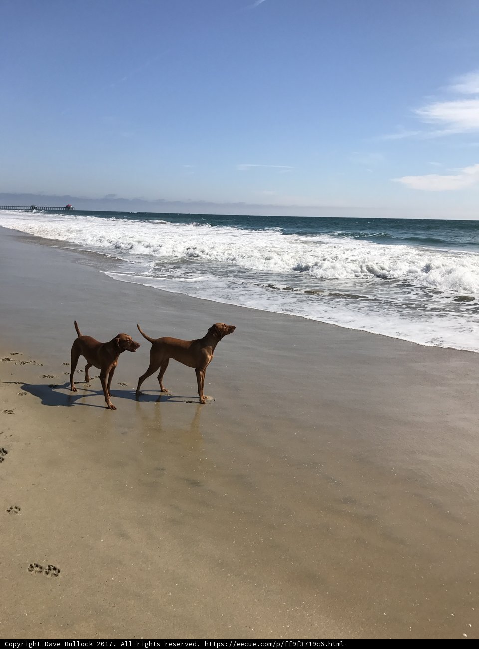 Two Canine Companions Enjoying a Beach Run