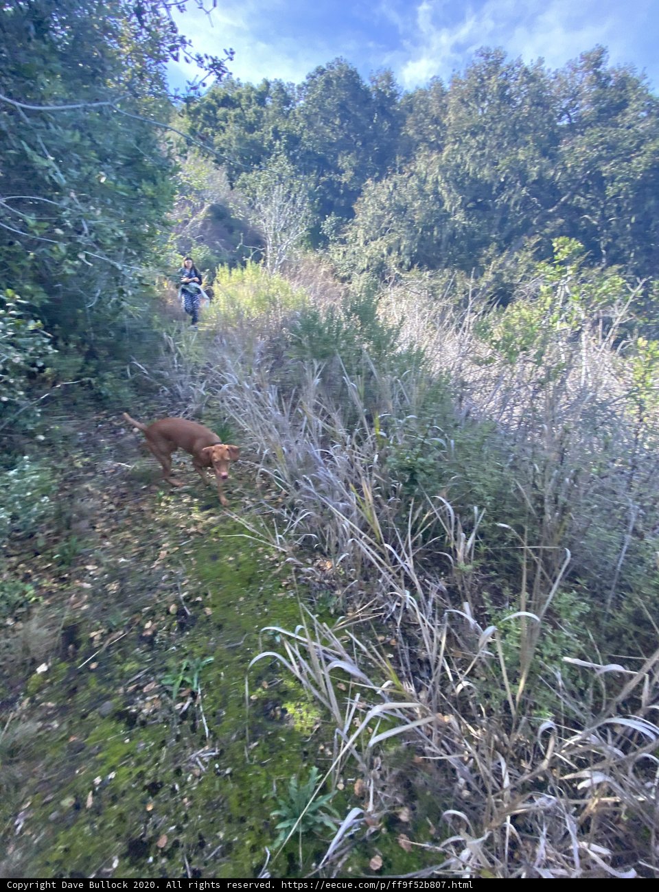 Jungle Walk with My Furry Friend