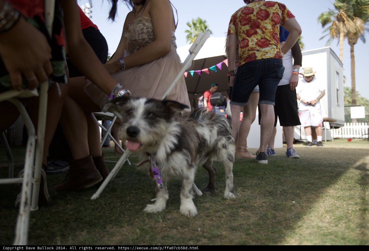 Paws and People at Coachella
