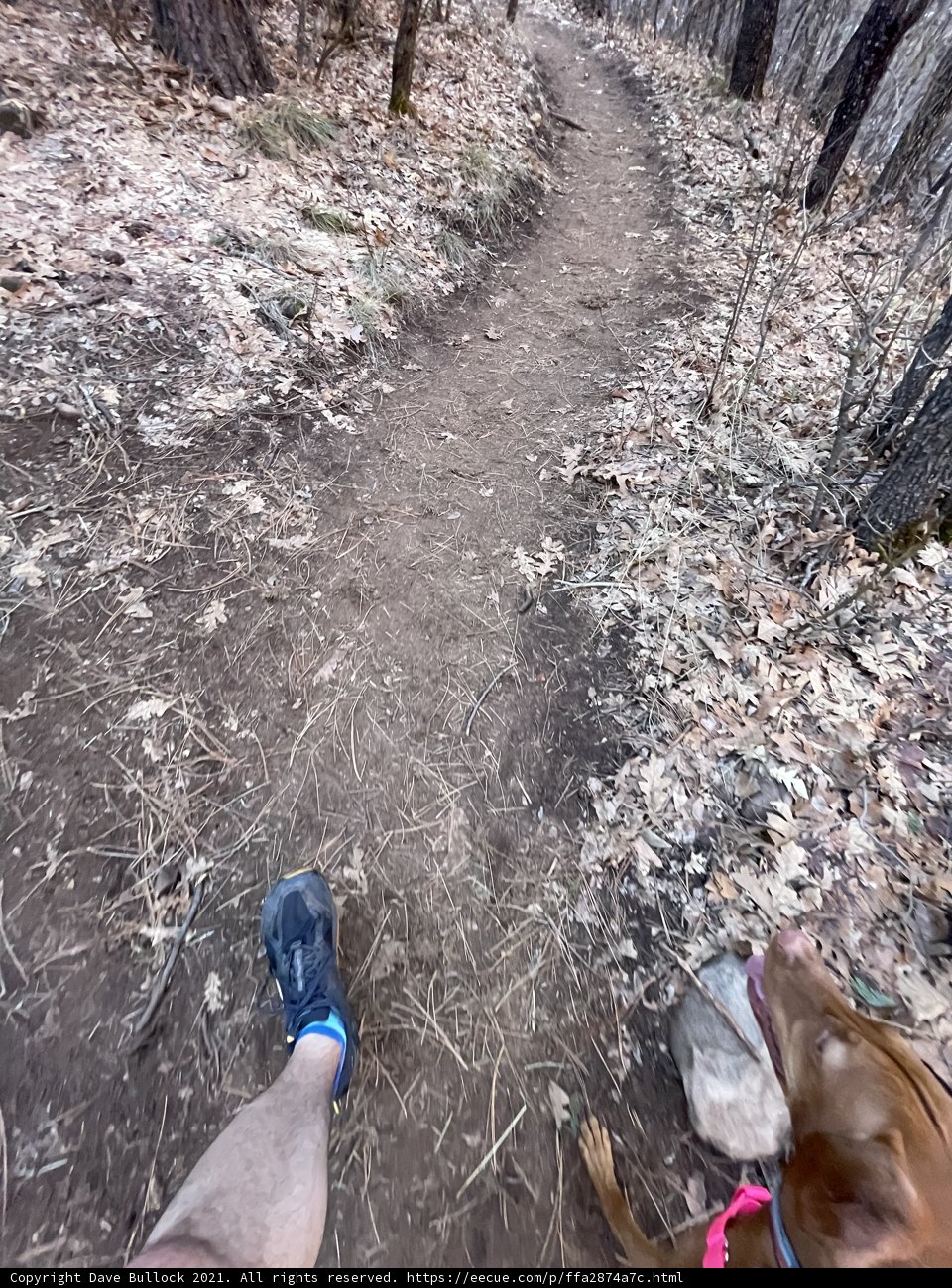 Walking the Trail with a Furry Companion