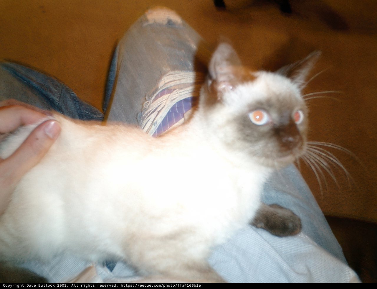 Furry Lap Warmer