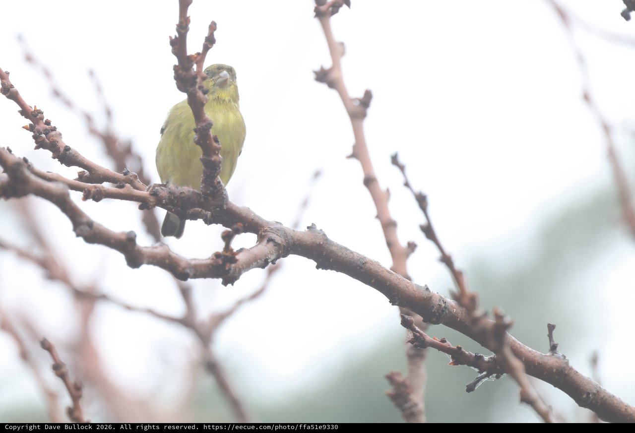 Yellow Finch Perched on Bare Winter Branch