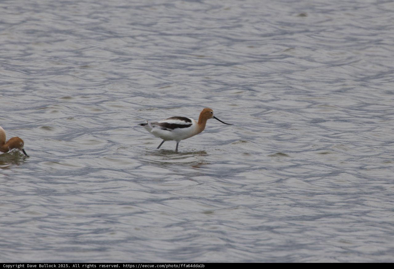 Duo of Elegance: Sandpipers at San Pablo Bay