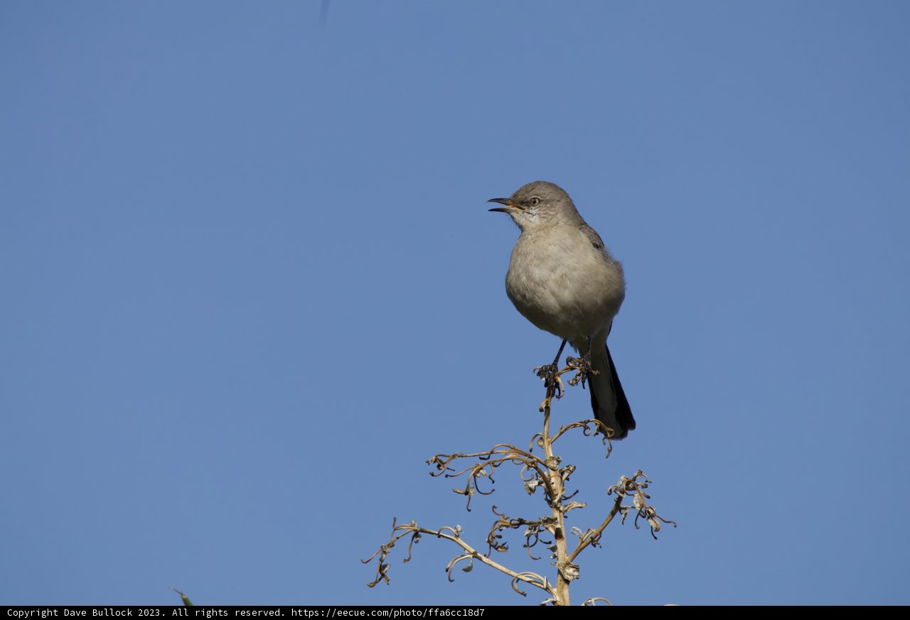 A Morning Visitor in El Sereno - Finch on a Branch