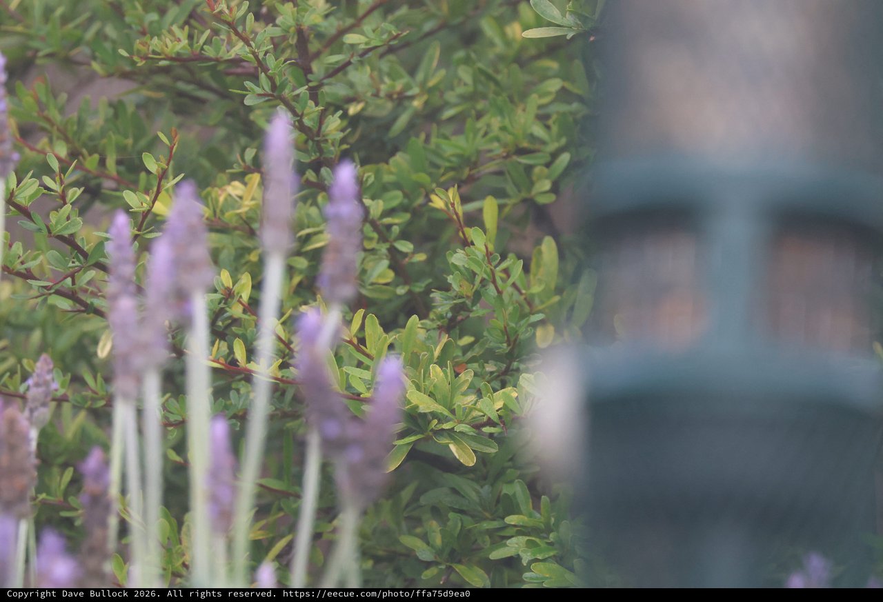 Lavender Spikes Behind Delicate Green Foliage