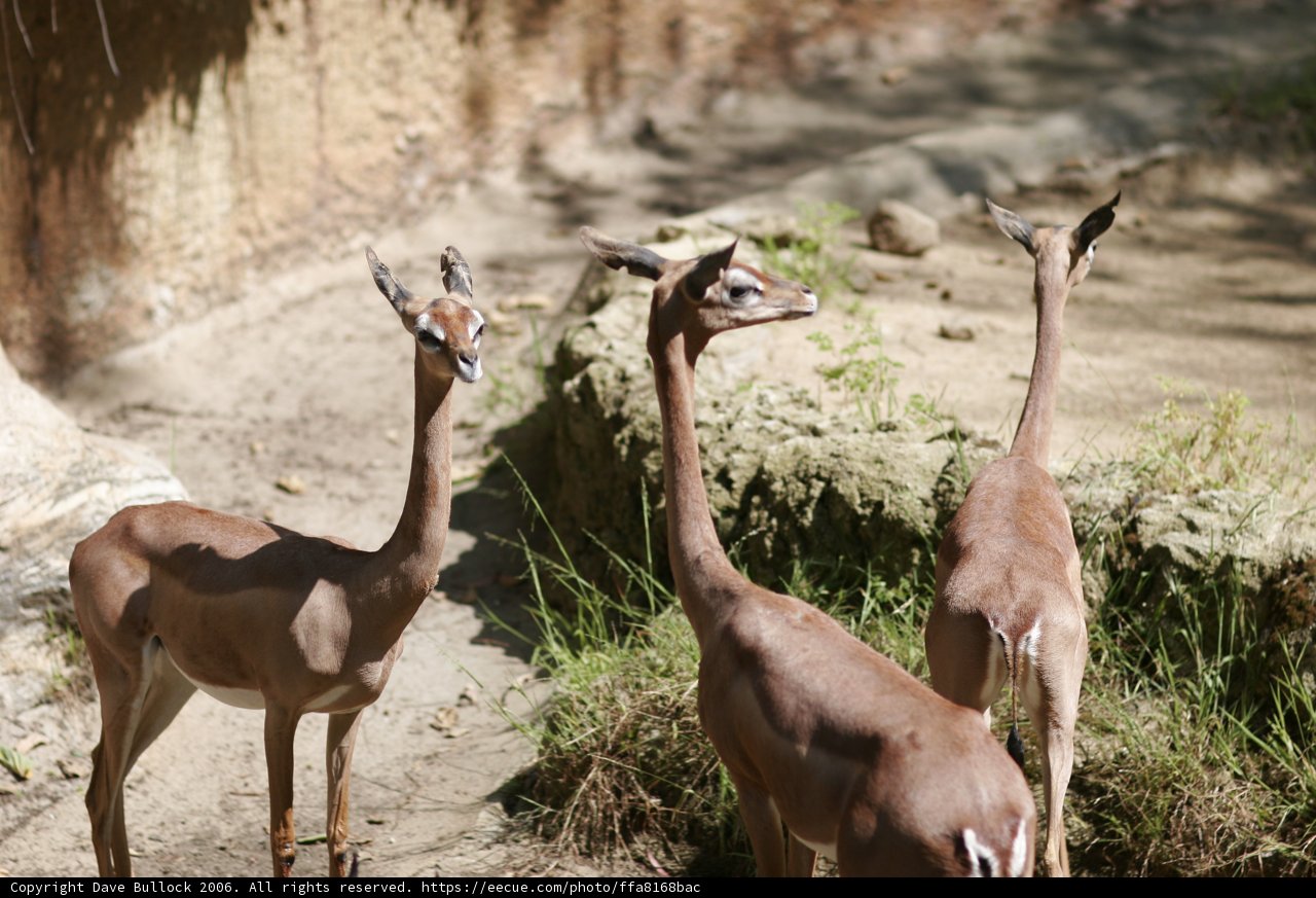 Grazing Gazelles
