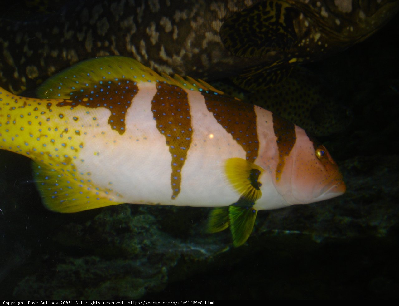 Striped Aquatic Creature