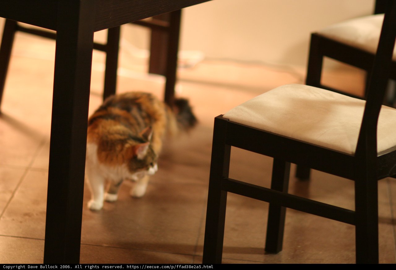 Kitty Camouflage