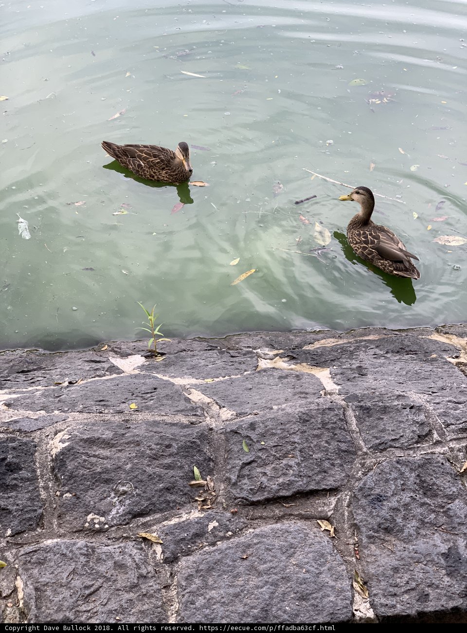 Teal Mallards at the Flagstone Pond