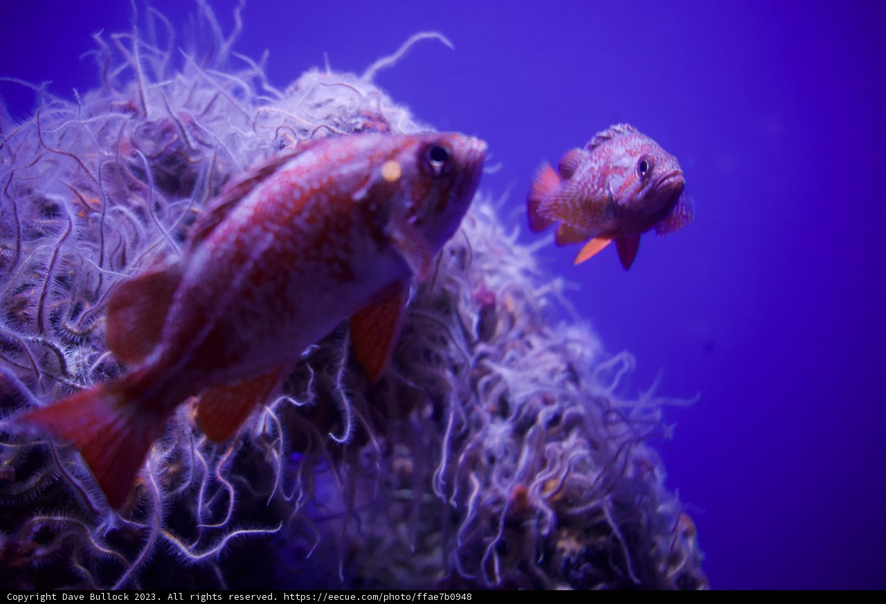 Dual Dance of the Red Fish
