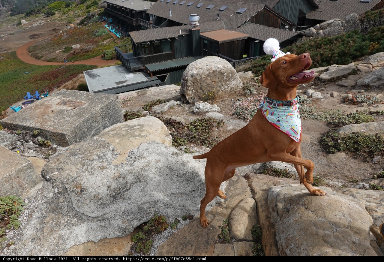 Fashionable Vizsla