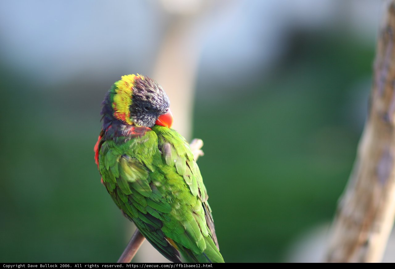 Vibrant Parakeet on a Branch