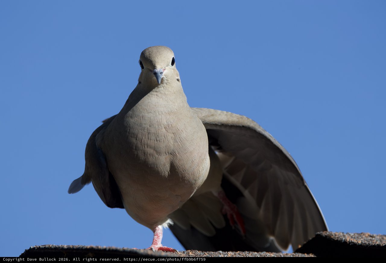 Red-footed Pigeon Portrait Against Clear Blue Sky