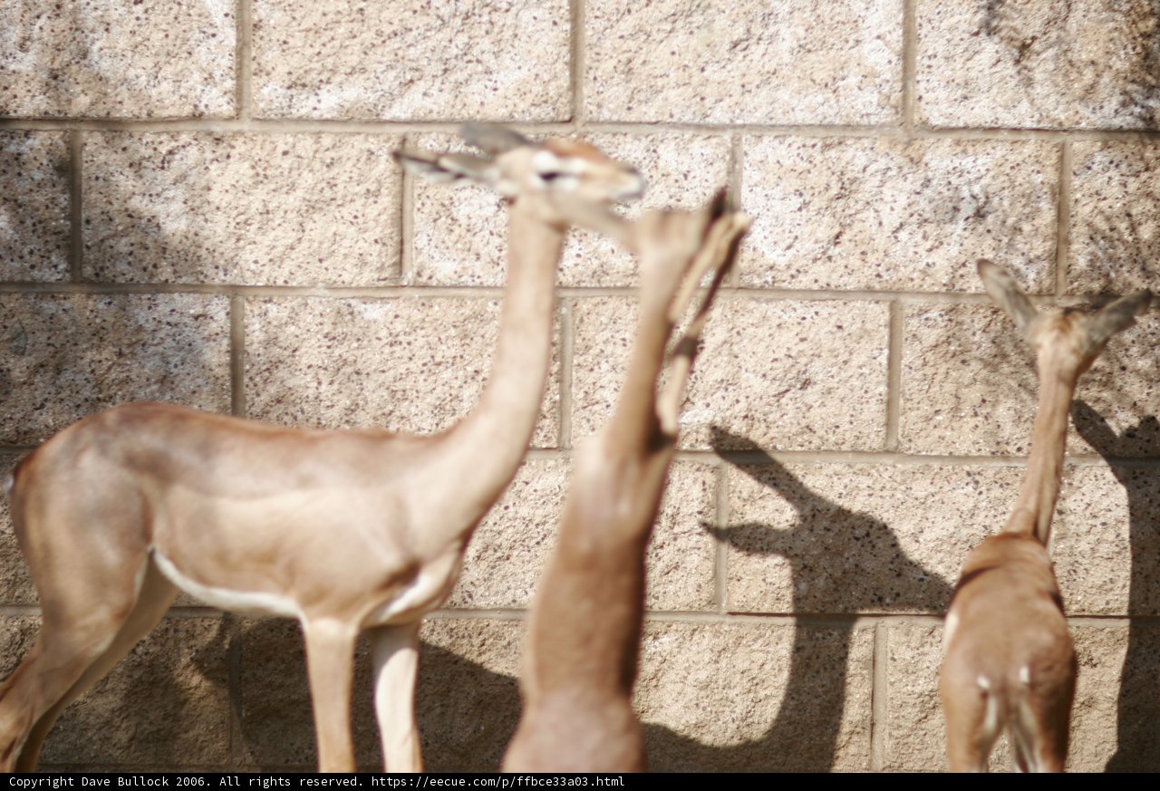 Graceful Gazelles