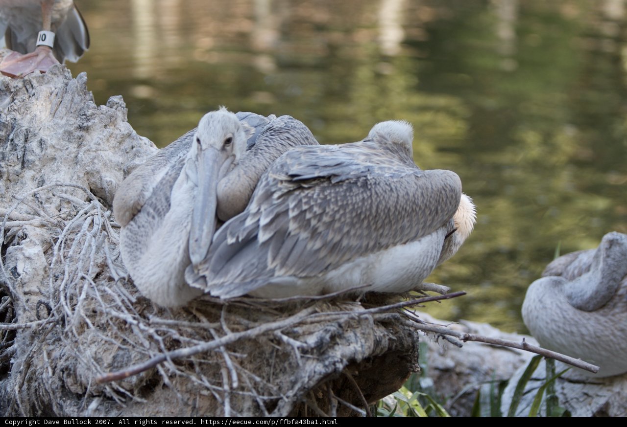Pelican Perch
