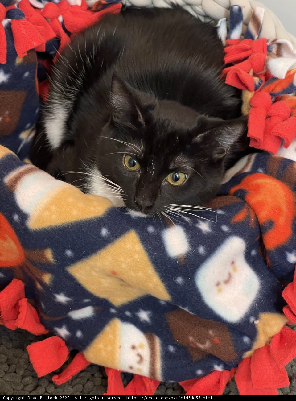 Cozy Cat in San Francisco