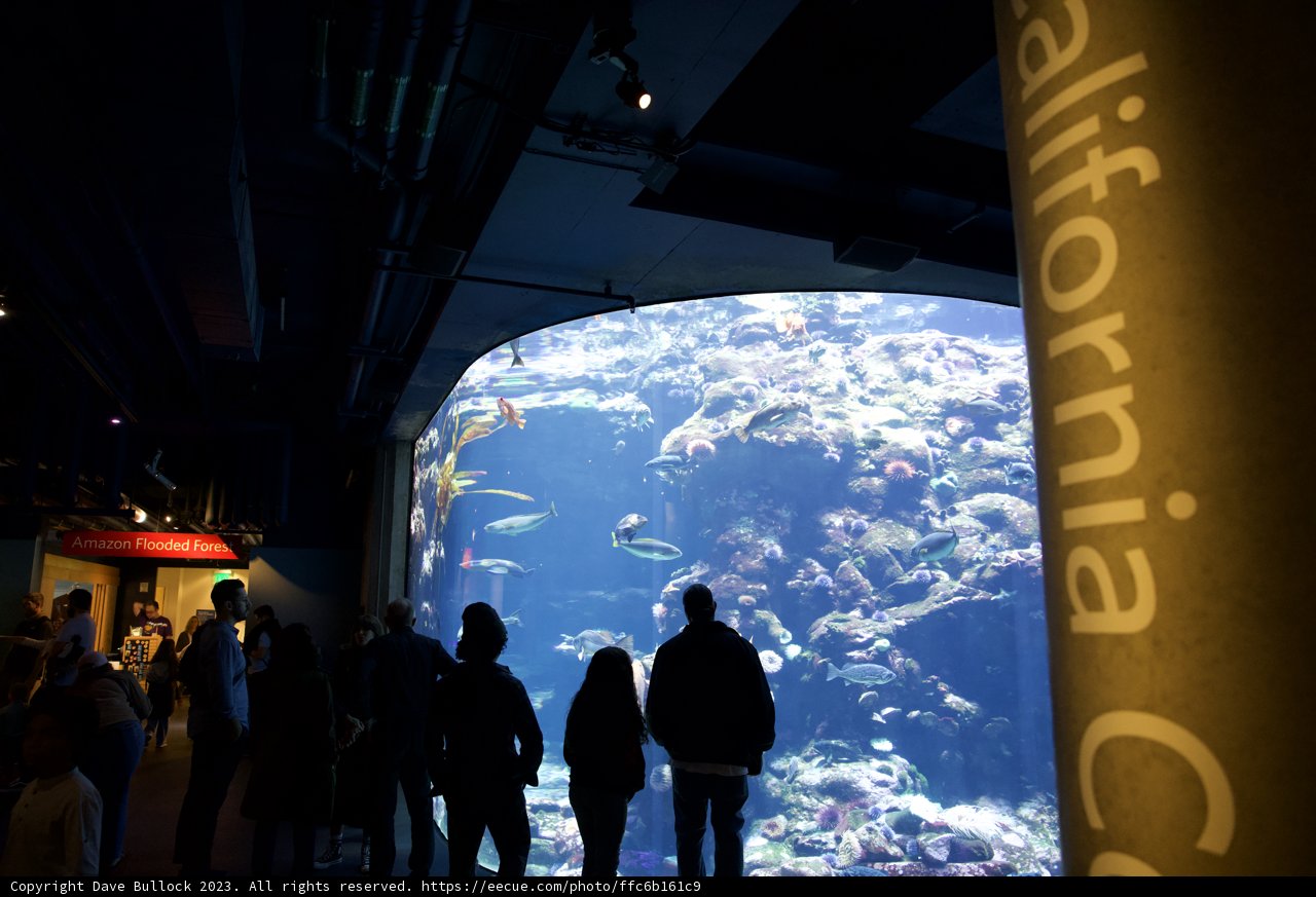 Enchanting Glimpses of the Deep at Golden Gate Park Academy of Sciences