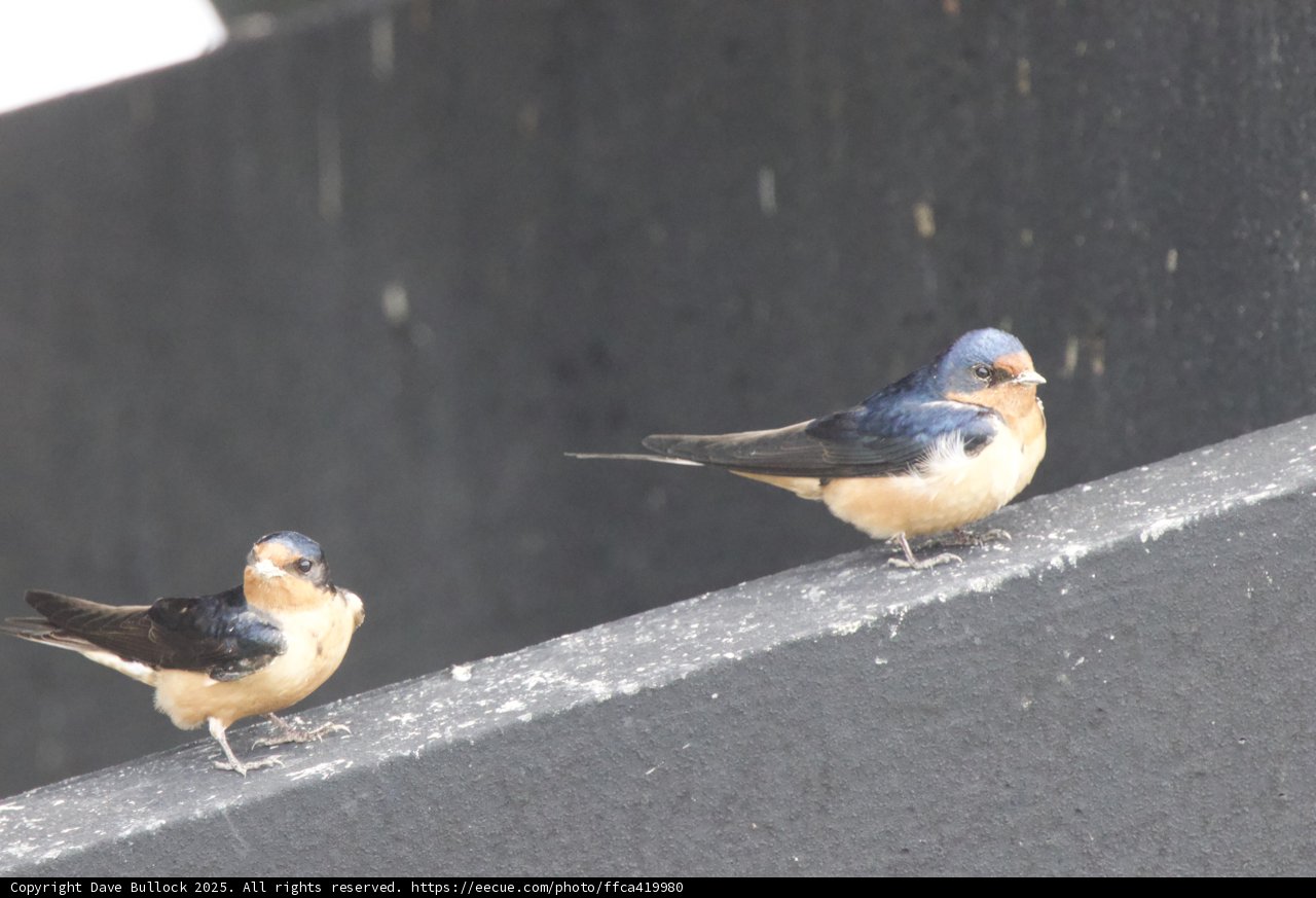 Feathered Companions of San Pablo Bay