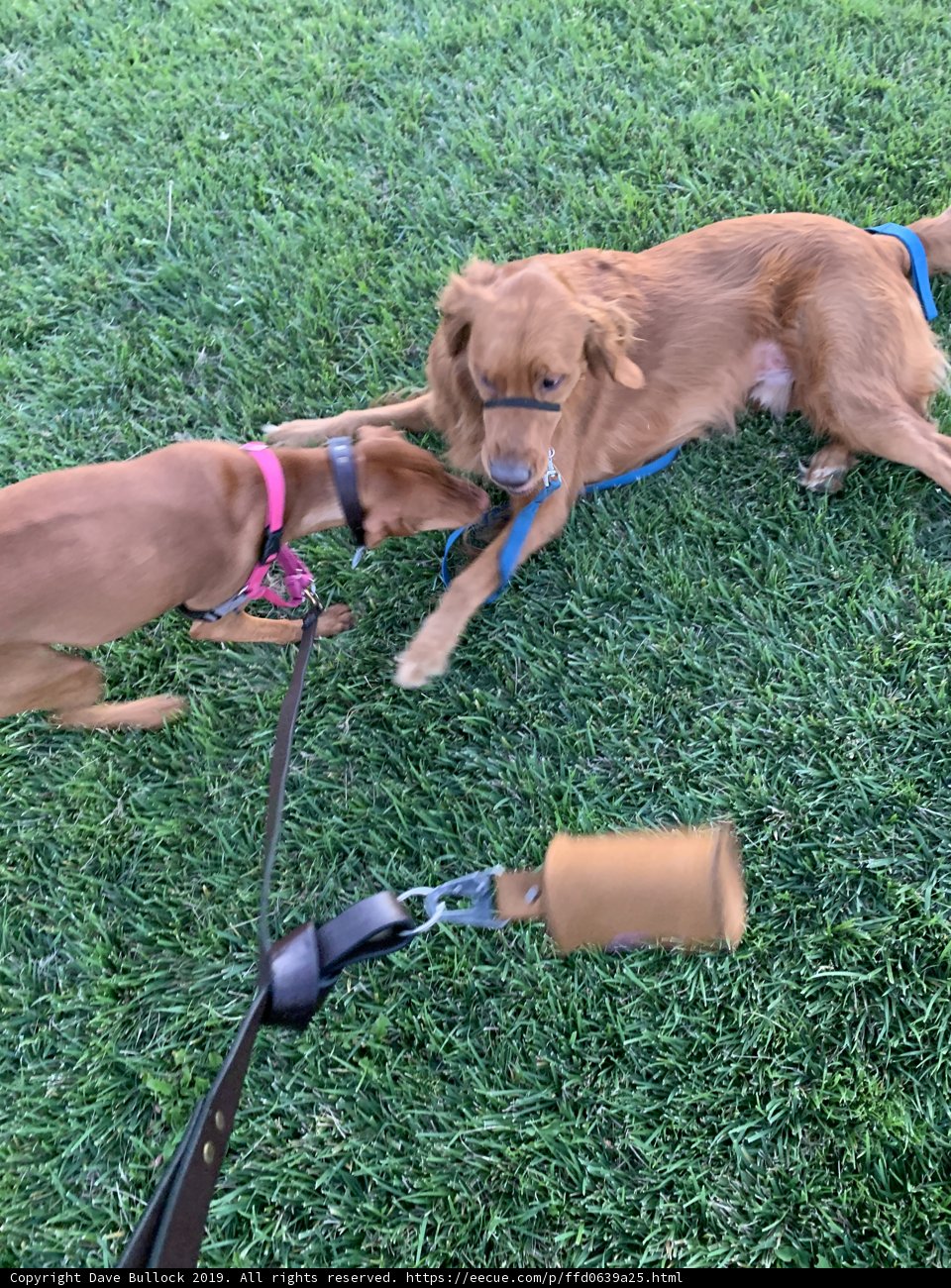 Canine Playtime on Pier 27