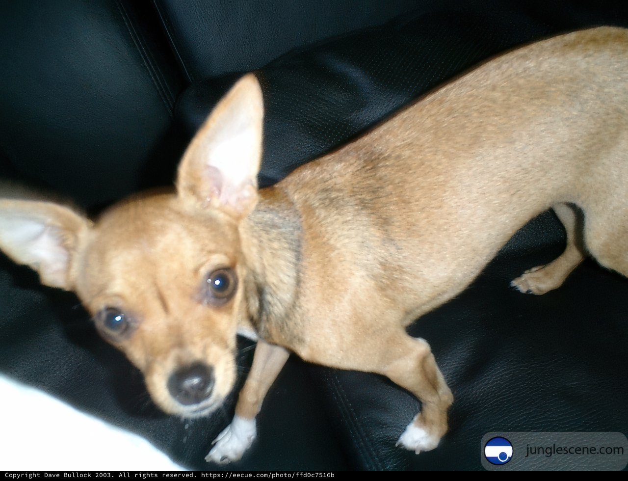 Little Chihuahua on a Leather Couch
