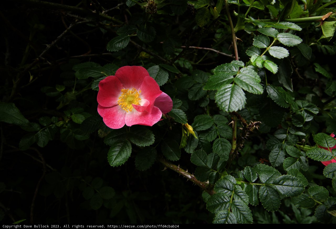 Blooming Beauty at San Francisco Botanical Garden