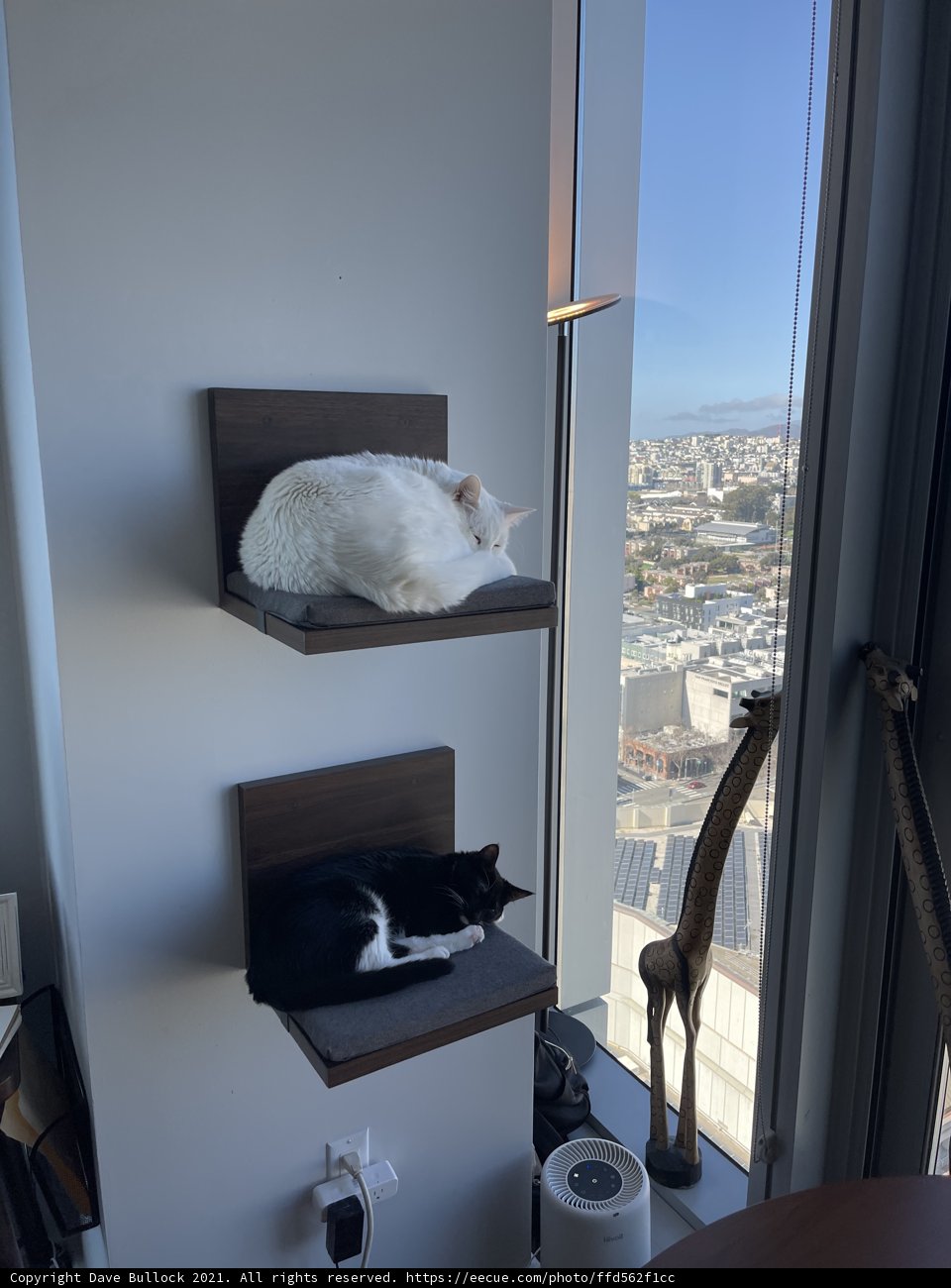 Feline Friends on a Sunny Windowsill