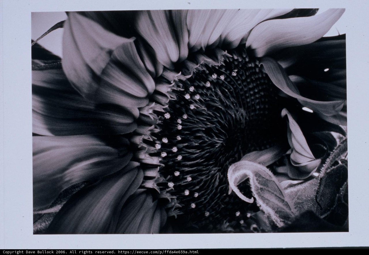 Serenity in Monochrome