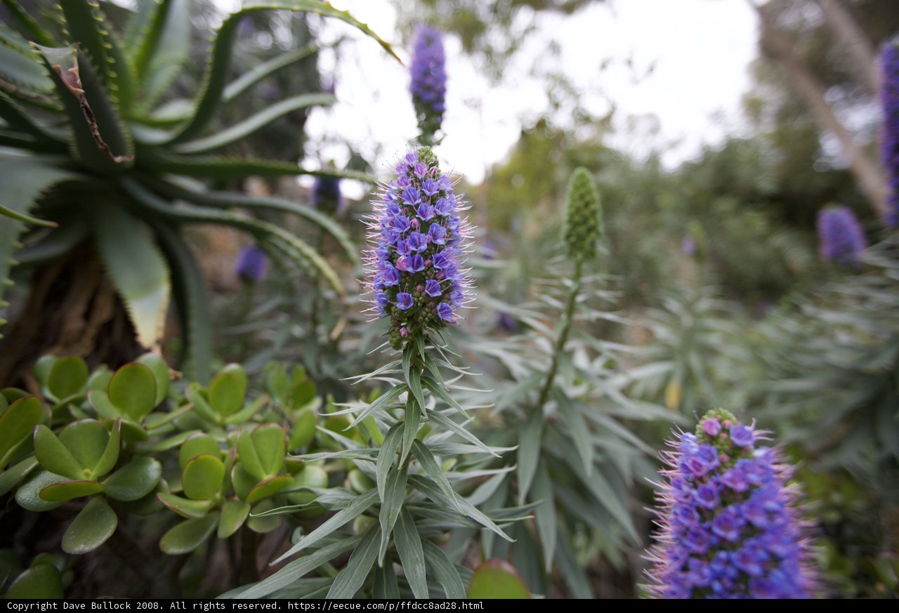 Purple Lupin Flowers with Green Leaves