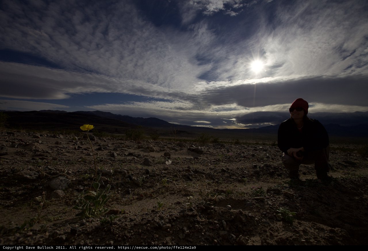 Lone Desert Bloom Amid Vast Desolate Wilderness