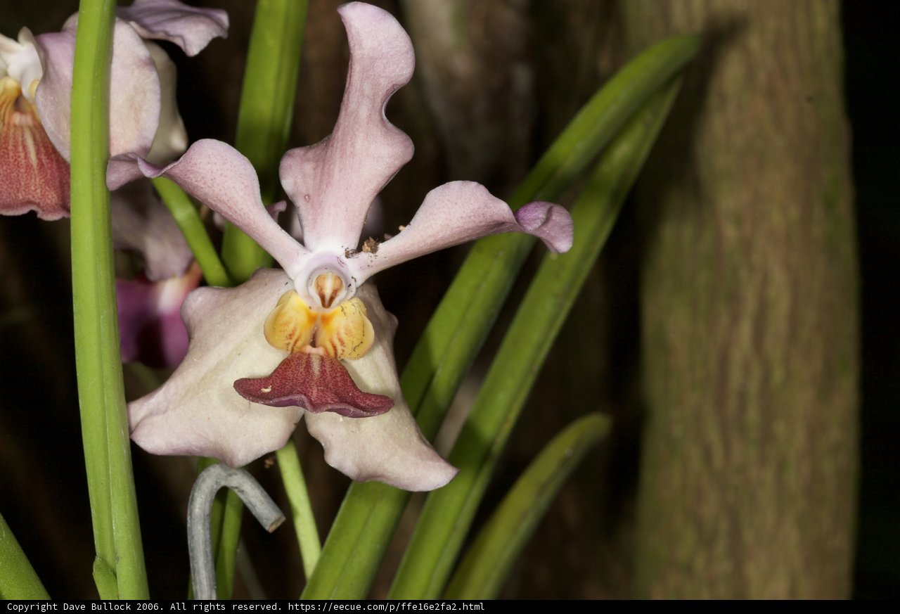 Exquisite Orchids in the Dense Forest